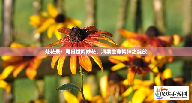 梵花录：寻觅世间妙花，洞察生命精神之绽放